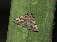 Lettered Zanclognatha Moth